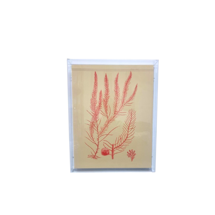 Quadro Algas Collection M AC10104(34) SR12082