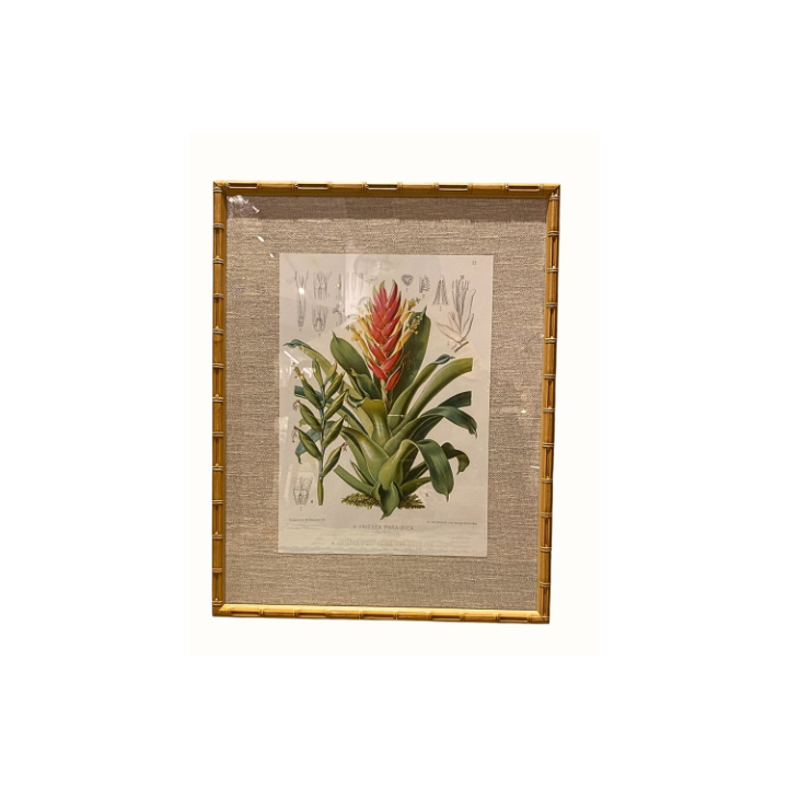 Quadro botânico - Vriesea Paraibica SR12572