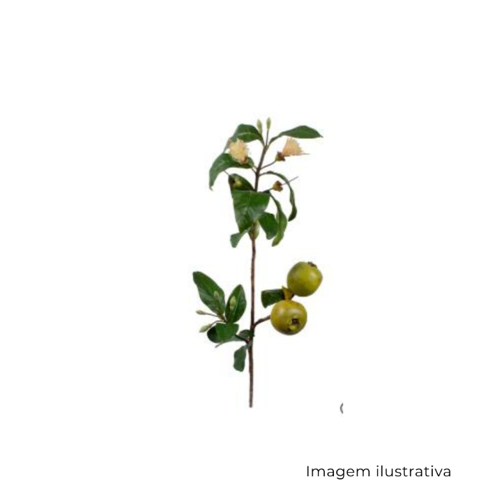 Goiaba Araçá Galho 6440 SR12627