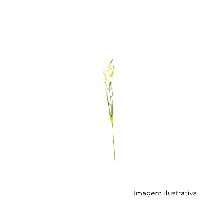 Haste Trítônia Amarela MX901-2 SR12775