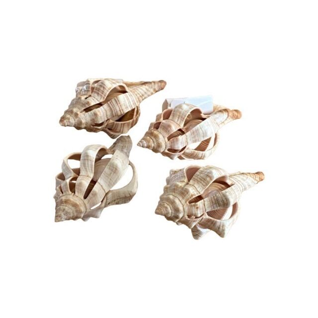 Concha Fasciolaria Spiral Cut Pc - 10 SR10071