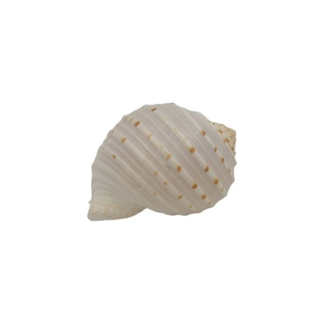 Concha Tonna Tesselata 4 SR10065