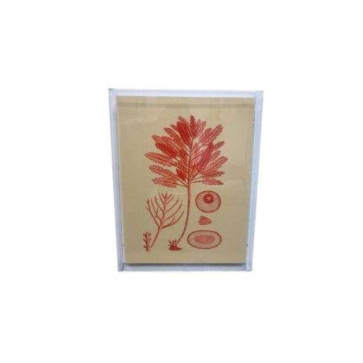 Quadro Algas Collection M AC10104(32) SR12081