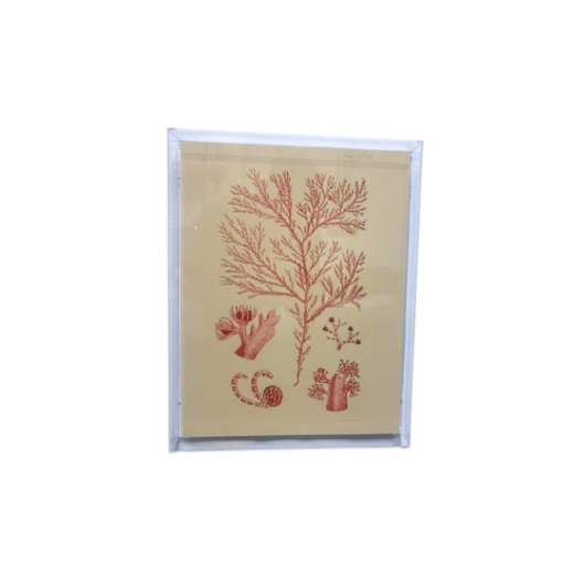 Quadro Algas Collection M AC10104(37) SR12083