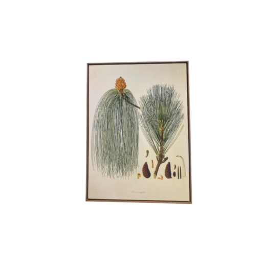 Quadro Botânica C10431(1) SR12094