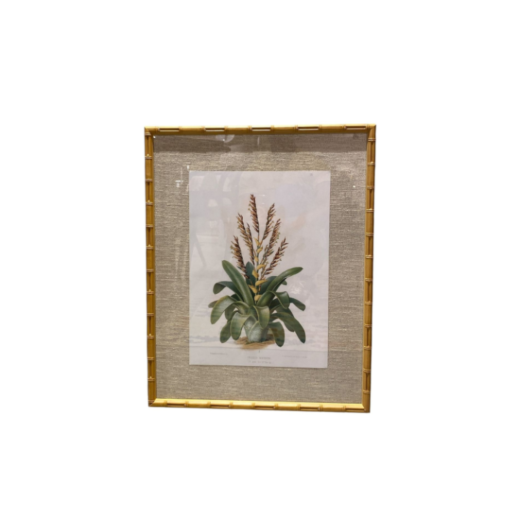 Quadro botânico - Vriesea Morreni SR12573