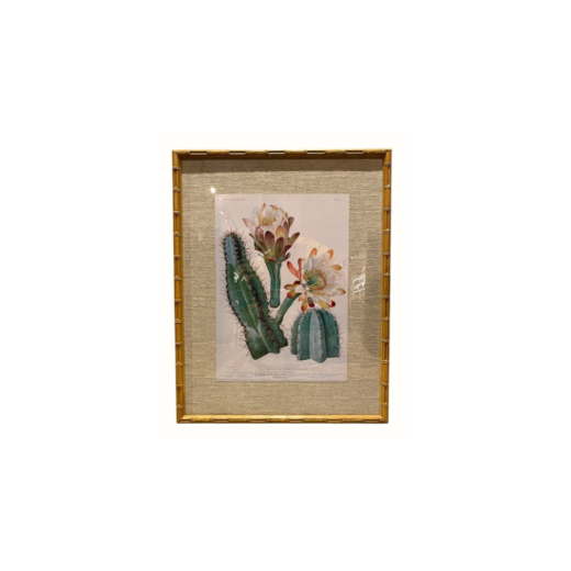Quadro botânico - Cereus Alacriportanus SR12576