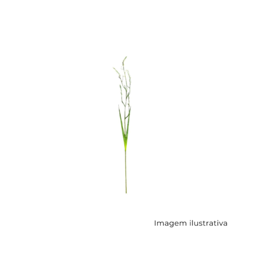 Haste Trítônia Branca MX901-3 SR12776