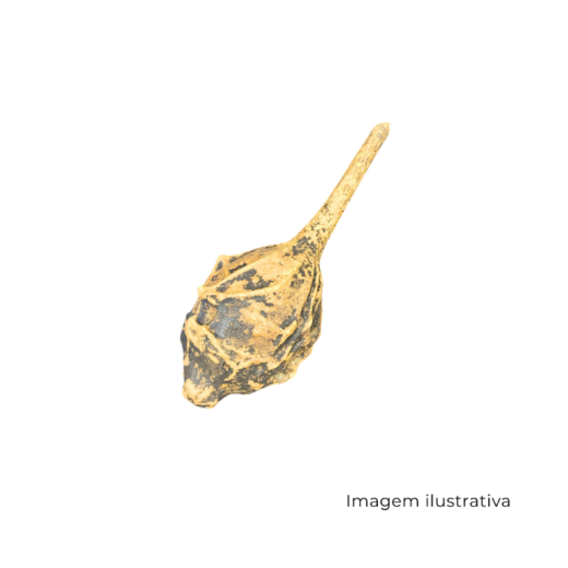 Cabaça Especial G GC009008 SR13140