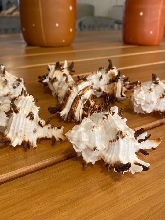 Concha Conus Leopardus 4 SR10063