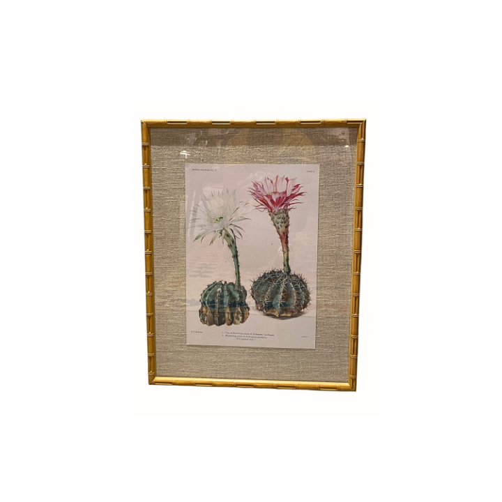 Quadro botânico - Echinopsis Turbinata SR12577