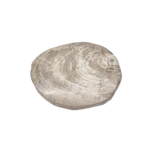 Adorno De Madeira Petrificada CIP1198 SR12506