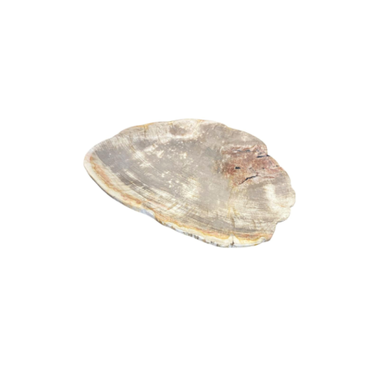 Travessa De Madeira Petrificada CIT616 SR12509