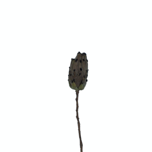 Haste Protea 4 Cores SR11529