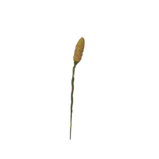 Haste Zingiber SR11538